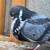 Pigeons/ ladrones cubanos 6 thumbnail