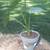 HUGE PLANT SALE most $5 or less!! 8 thumbnail