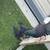 Pigeons 10 thumbnail