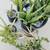 American Agave Cactus Plants Plus Many More!!! 13 thumbnail