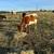6 steer cattle 2 thumbnail