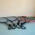 4 Racketball Rackets - Head MX Fire & Dunlop Apex Pro 6 thumbnail