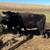 Open Black angus cows 1 thumbnail