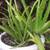 Blueberry Plant & Scculents in nice Clay Pots for your Patio! 8 thumbnail