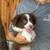 Mini-Mini Australian Shepherd Pups 3 thumbnail