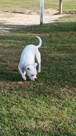 Mezcla de boxeador blanco (Jacksonville nc)63619057174401124