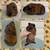 Guinea Pig Pups 2 thumbnail