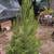 Pine trees 3 thumbnail