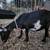 Nigerian dwarf doe 2 thumbnail