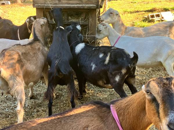 Small starter herd Mini Lamanchas 1