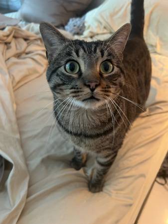 ¡GATO MUY DULCE NECESITA HOGAR! (Cathedral City)63658067213571120