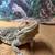Bearded Dragon Terrarium 4 thumbnail