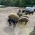 Piglets ; Mangalitsa 3 thumbnail