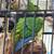 Young hand fed green cheek conures 5 thumbnail