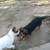 Family of full size min pins 9 thumbnail