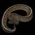 Ball Python 1 thumbnail