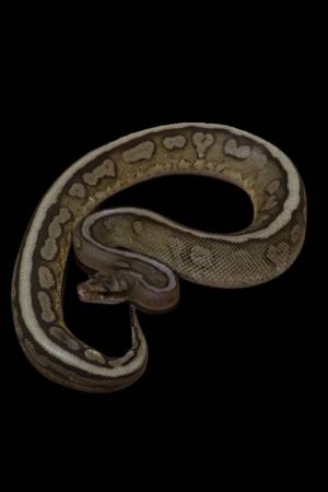Ball Python 1