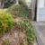 TREE &STUMP GRINDING &STUMP REMOVAL SERVICE 2 thumbnail