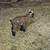 Pygmy goats 4 thumbnail