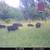 Hogs 18 thumbnail