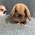 Holland Lop Pet Bunnies 8 thumbnail