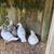 Muscovy Ducks 2 thumbnail