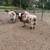 Jacob Sheep 2 thumbnail