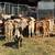 100 Weaned Beef Calves Delivery Available 2 thumbnail