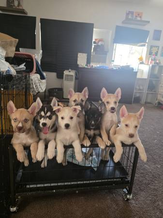 shepherd mix white german shepherd puppies for sale craigslist