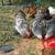 Free rooster 3 thumbnail