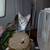 Kittens need loving homes 3 thumbnail