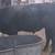 Wagu blk angus 1 thumbnail