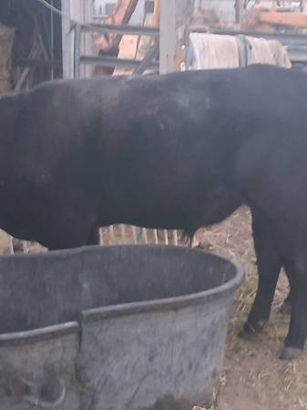 Wagu blk angus 1