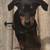 3 female 12 week old Doberman 2 thumbnail