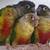 3 conures for rehoming 1 thumbnail