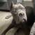 Cane corso 1 thumbnail