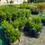 Arborvitae, Crape Myrtle, Sedum, Rose of Sharon, Beautyberry... $6.97 16 thumbnail