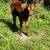 Beef Heifer 3 thumbnail