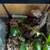 Reptiles - Ackie monitor lizards and gargoyle geckos 5 thumbnail