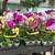 Orchids 7 thumbnail
