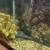 AQUARIUM-HUGE FISH TANK - 60 GALLON - PLUS FISH - MOVING 3 thumbnail