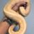 Ball Pythons available for responsible rehome 2 thumbnail
