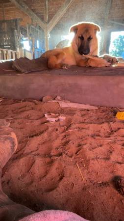 German Shepherd/ great pyreneesemix (Culver)63953678714882120