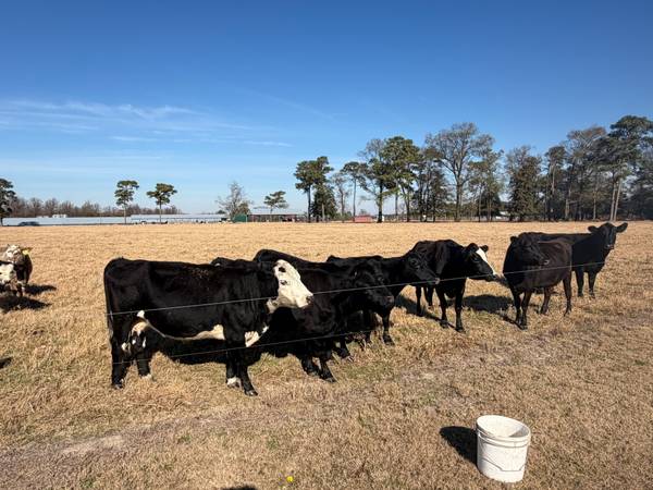 Beautiful Cattle Herd 1