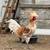 Polish rooster 2 thumbnail