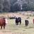 Cows 20 thumbnail