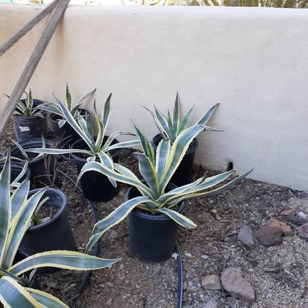 agave/Variegated Cactus 1