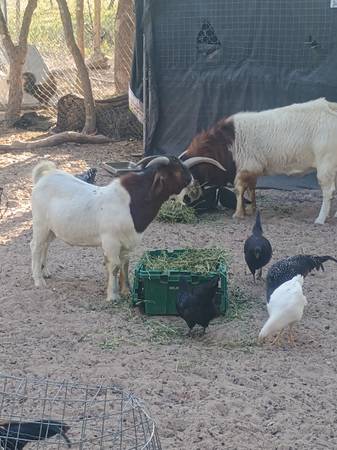 Boer macho 1