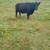 Black Cows 2 thumbnail