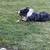 Australian shepherd 3 thumbnail